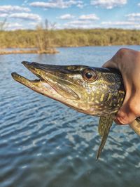 Close-up of hand holding fish