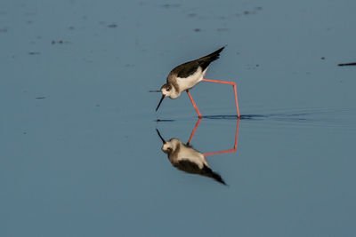 Bird flying over lake