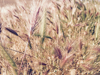 Close-up of stalks in field