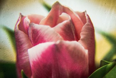 Close-up of pink roses blooming outdoors