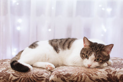 White tabby cat is lying on a sofa at home on a background window with white curtain and lights.