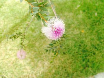 Close-up of insect on plant