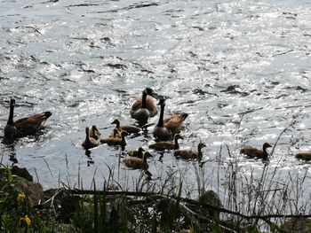 Birds swimming in lake during winter