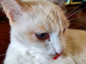 Close-up of a cat