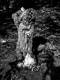 Close-up of cat on tree stump in forest