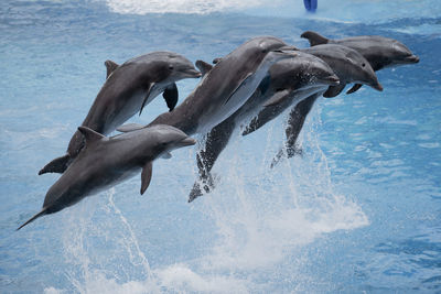 Dolphin synchronised jump