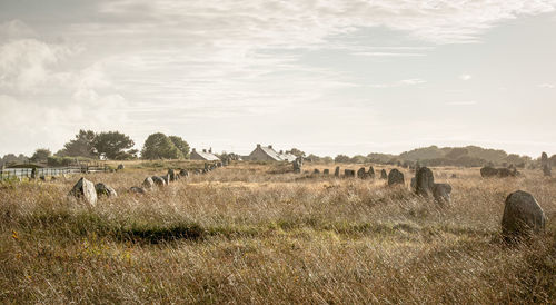 View of sheep on field against sky