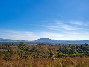 Scenic view of field against blue sky