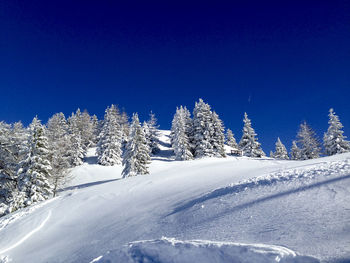 Low angle view of trees against clear blue sky