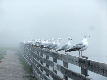 Seagulls perching on railing