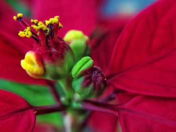 Close-up of red flower blooming outdoors