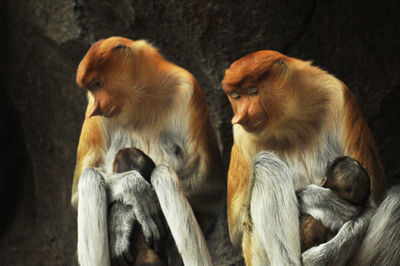 Two mother monkeys breastfeeding their babies