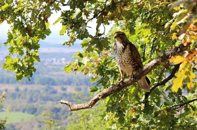 Buzzard perching on a tree