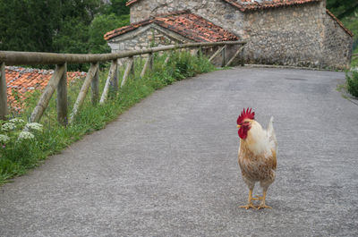 Chicken standing on road