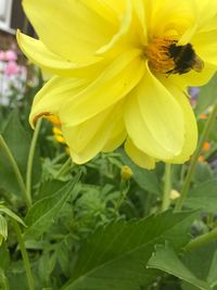 Close-up of bee on yellow flower