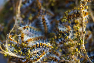 Moths caterpillars inside the nest