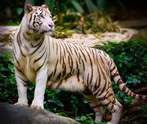 Tiger looking away while standing in forest