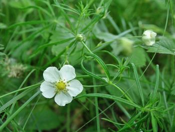 Close-up of white flowers