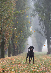 View of dog on street during autumn