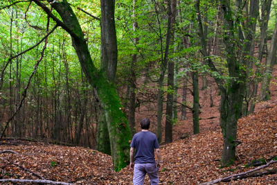 Rear view of man walking in forest