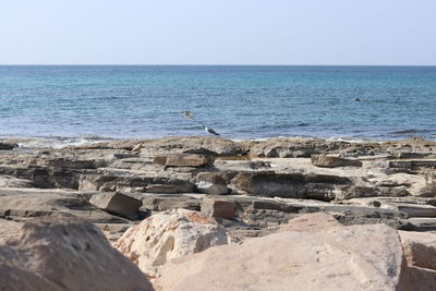 Scenic view of sea against clear sky