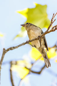 Close-up of bird perching on branch against sky