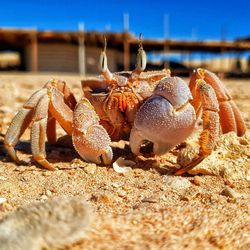 Close-up of crab on beach