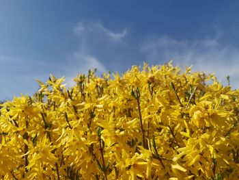 Close-up of yellow flowering plant