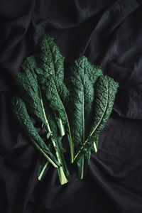 Cavolo nero black curly kale vegetable on black cloth