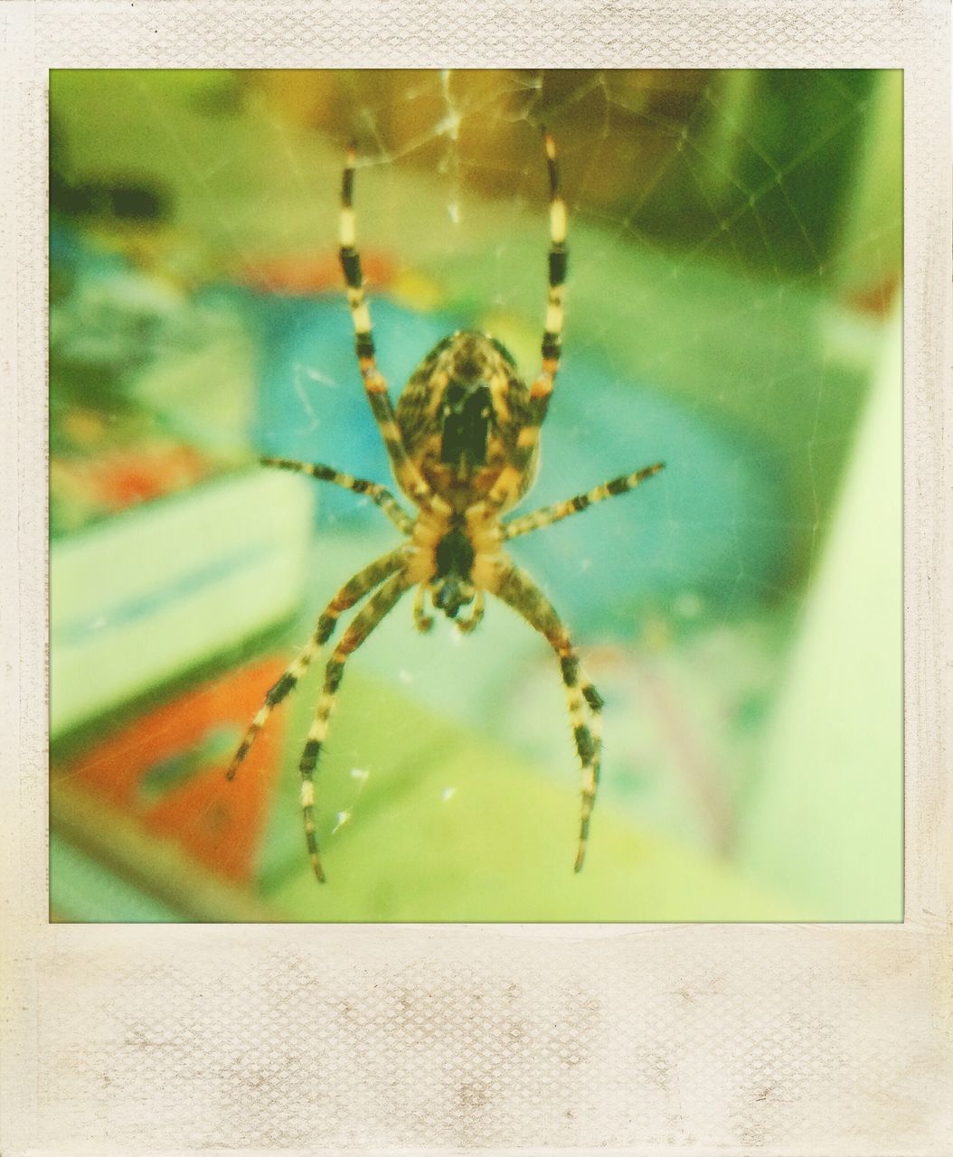 transfer print, insect, one animal, close-up, animal themes, auto post production filter, spider, wildlife, indoors, animals in the wild, focus on foreground, selective focus, spider web, no people, day, nature, glass - material, window, detail