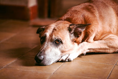 Close-up of dog