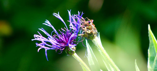 Close-up of purple flowers