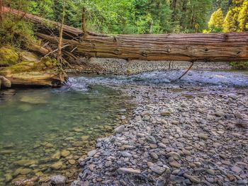 River flowing through rocks in forest