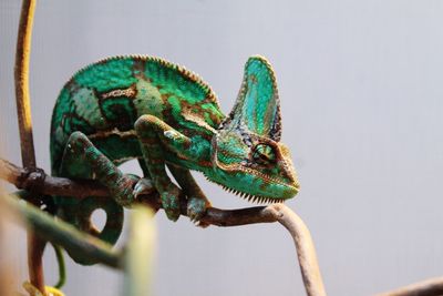 Close-up of chameleon