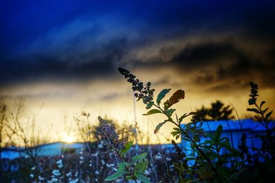 Plants against cloudy sky