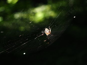 Close-up of spider web