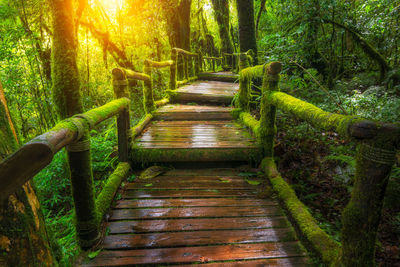 Boardwalk amidst trees in forest