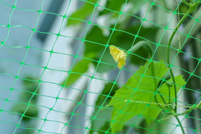 Full frame shot of yellow plant