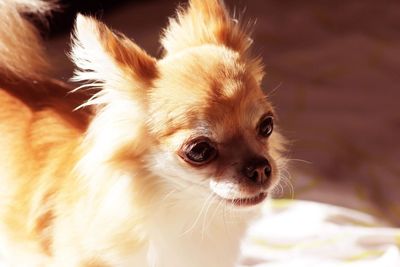 Close-up of a dog looking away