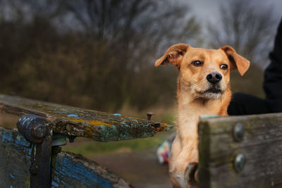 Close-up portrait of a dog