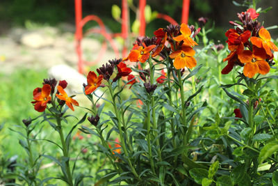 Close-up of orange marigold flowers