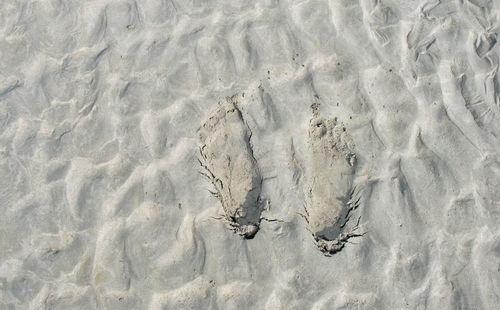High angle view of starfish on sand