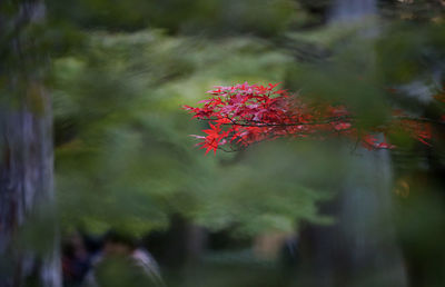 Close-up of maple tree in park during autumn