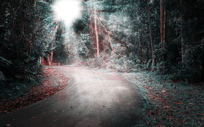 Road amidst trees in forest at night