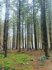 Trees in forest