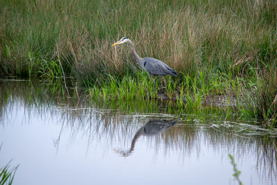 High angle view of gray heron in lake