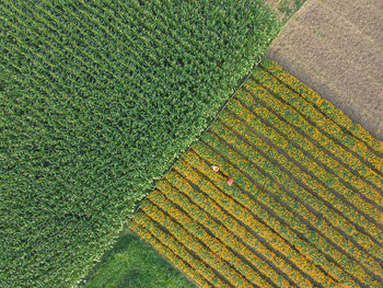 Farmers collect marigold flowers in godkhali union of jessore, bangladesh