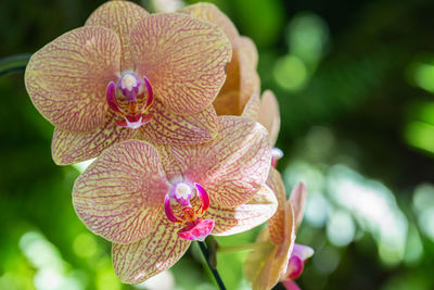 Close-up of flower against blurred background