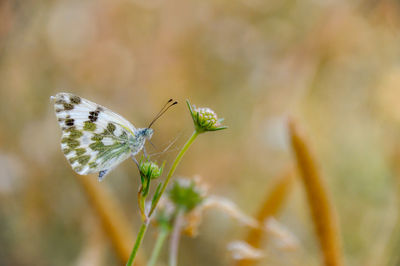 Close-up of butterfly pollinating on flower