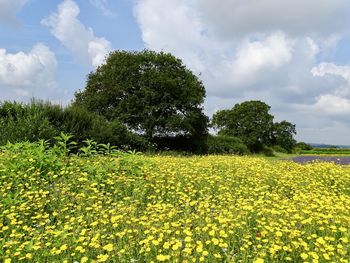 Yellow flowering plants on field against sky